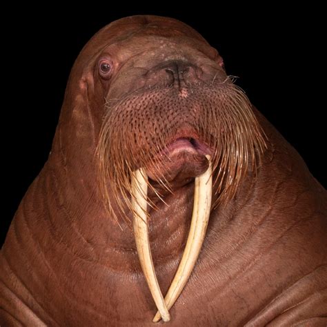 a walrus is what type of animal